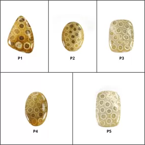 FOSSIL CORAL Gemstone Cabochon : Natural Untreated Unheated Coral Uneven Oval Cushion Shape