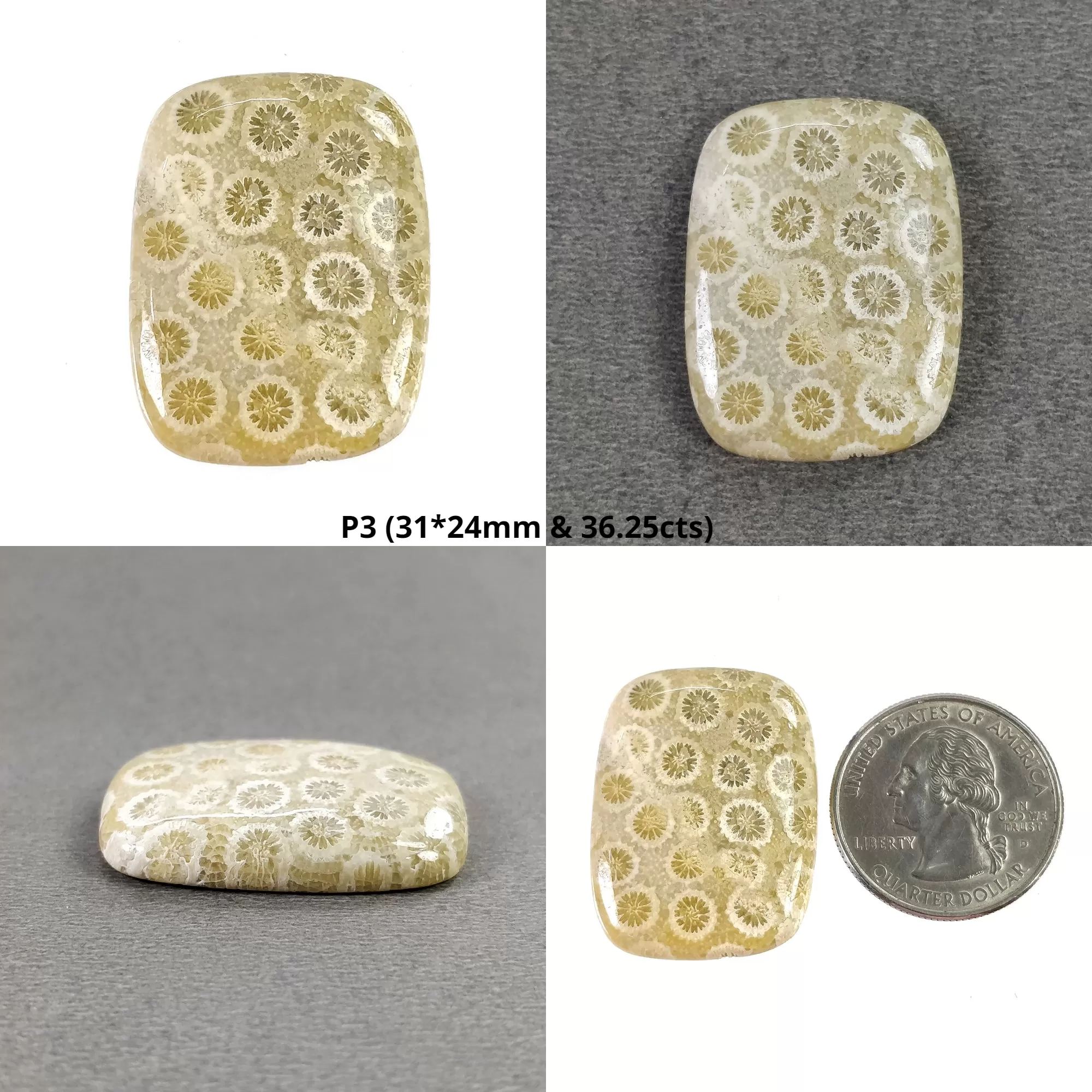 FOSSIL CORAL Gemstone Cabochon : Natural Untreated Unheated Coral Uneven Oval Cushion Shape