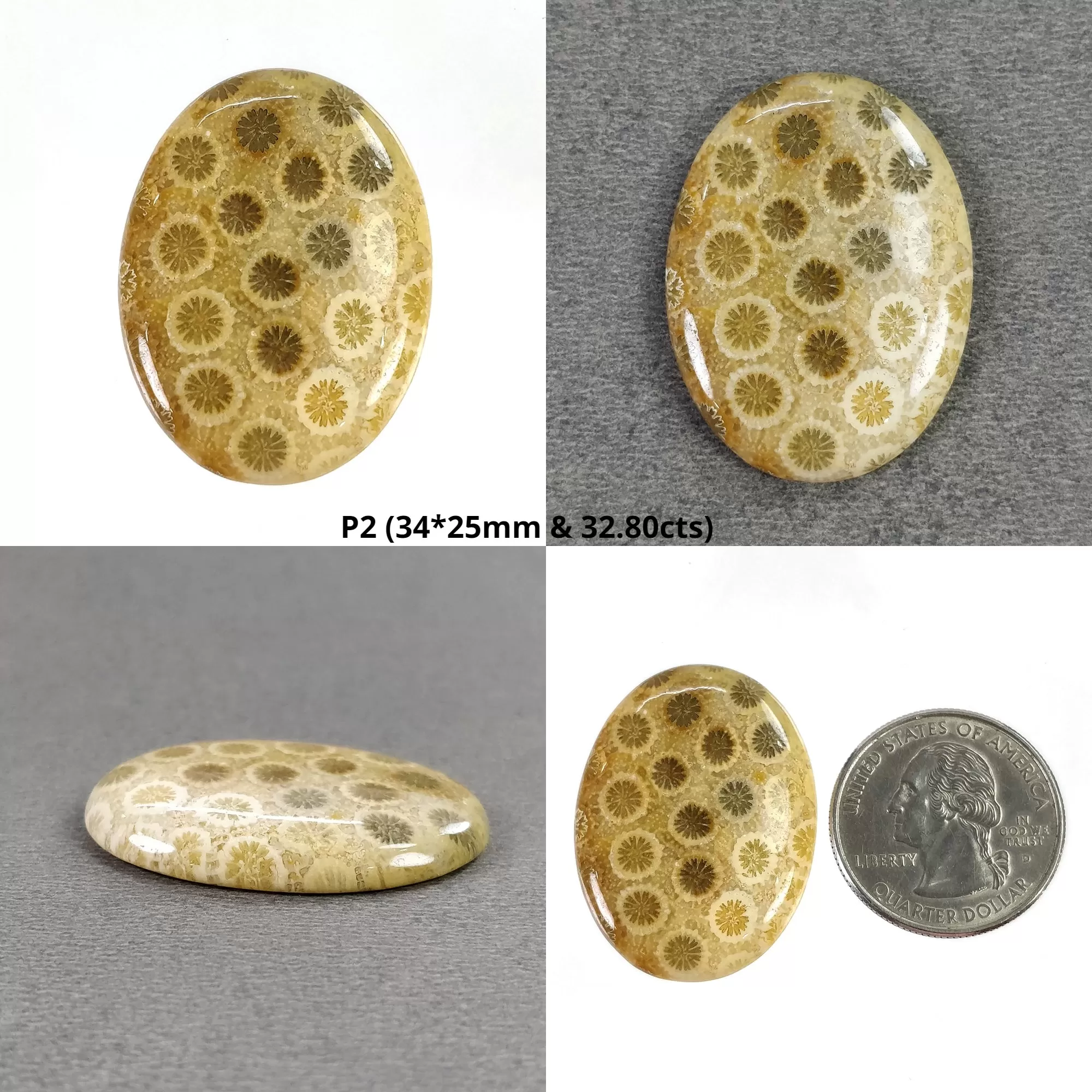 FOSSIL CORAL Gemstone Cabochon : Natural Untreated Unheated Coral Uneven Oval Cushion Shape